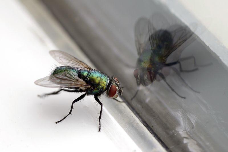 Fly Extermination in Fort Worth, TX