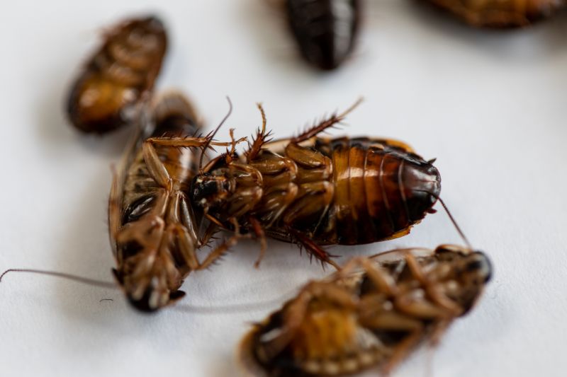 Health Risks Associated With Cockroaches Indoors