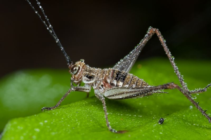 How Professional Cricket Pest Control Works
