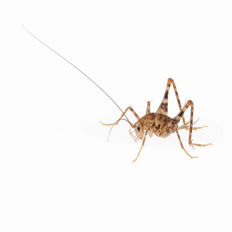 How Professional Cricket Pest Control Works
