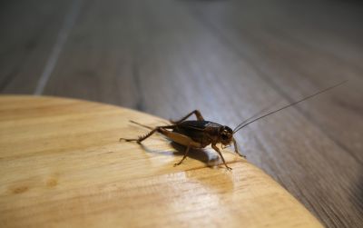 How Professional Cricket Pest Control Works