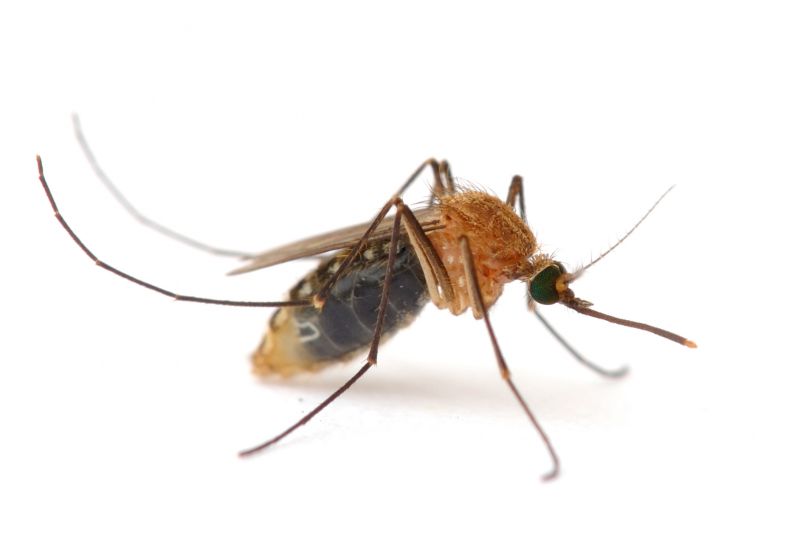 Signs You Need Fly Or Mosquito Control Services
