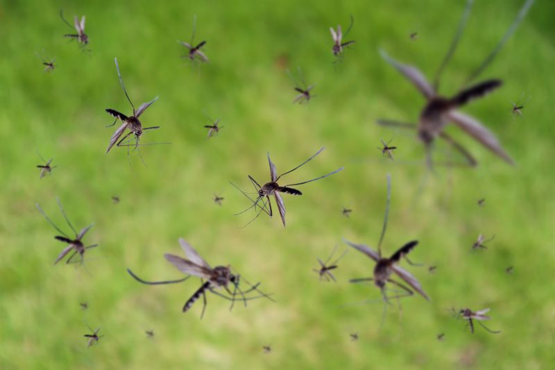 Spring Mosquito And Fly Control Solutions For Commercial Properties