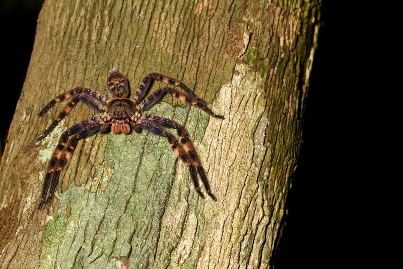 Hobo Spider Extermination in Fort Worth, TX
